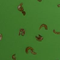 shrimp contaminant detection project thumbnail
