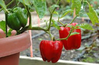 capsicum project thumbnail