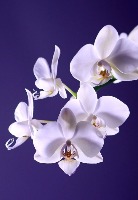 orchid project thumbnail