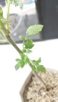 TOMATOWISE_EB_DETECT project thumbnail