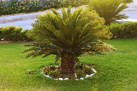 Plant Detection project thumbnail