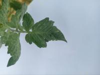 Crop vs Weeds project thumbnail