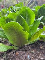Crops or Weeds project thumbnail