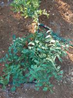 Crop vs weeds object detection project thumbnail