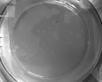 last_detection_circular_arena project thumbnail