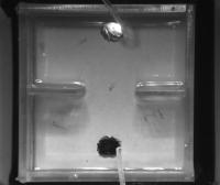 detection_02_to_06_may project thumbnail