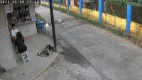 New Dogs  project thumbnail