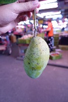 Kaew_C project thumbnail