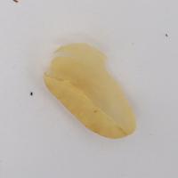 coffee green beans defect project thumbnail