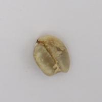 Coffee Green Bean Defect project thumbnail