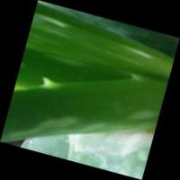 detectiont aloevera project thumbnail