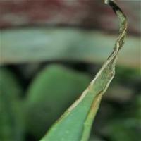 aloe_test project thumbnail