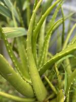 Aloevera  project thumbnail