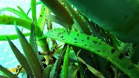 aloe_night project thumbnail
