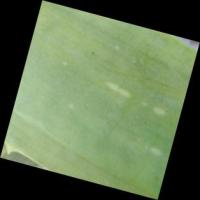 detectiont aloevera1 project thumbnail