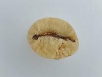 Green Coffee Bean project thumbnail