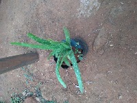 indian medicinal plants project thumbnail