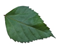 Hibiscus Rosa-sinensis project thumbnail