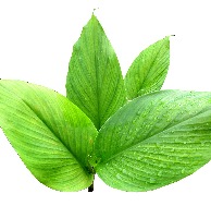 Curcuma longa project thumbnail