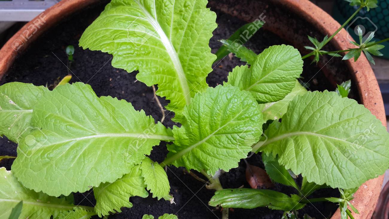Brassica Juncea (Indian Mustard) Object Detection Model (v1, 2023-09-18 ...