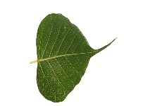 Ficus Religiosa (Peepal Tree) project thumbnail