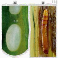 datasets-Whorl maggot project thumbnail