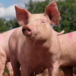 pig ill Object Detection Dataset by CAA BG