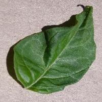leafcure project thumbnail