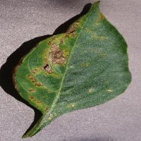 Tara X LeafCure project thumbnail