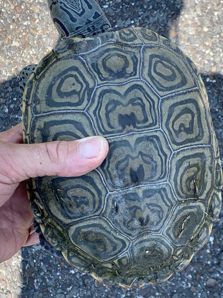 Totally Turtle-rific (Maryland Turtle Shell Identification) Object ...