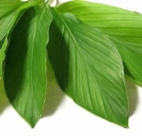 CNN based Plant recognition project thumbnail