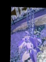 Medicinal Herbs Detection project thumbnail