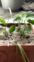 Chilli_plant,weed project thumbnail