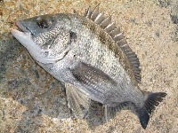 M_fish project thumbnail