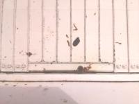 The bees project thumbnail