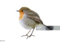 bird project thumbnail