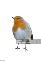 bird project thumbnail
