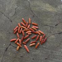 Rice Detection project thumbnail
