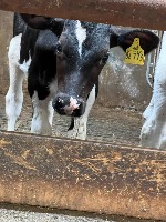 Cow Ear Tag detection project thumbnail