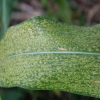 Maize Disease Classification project thumbnail