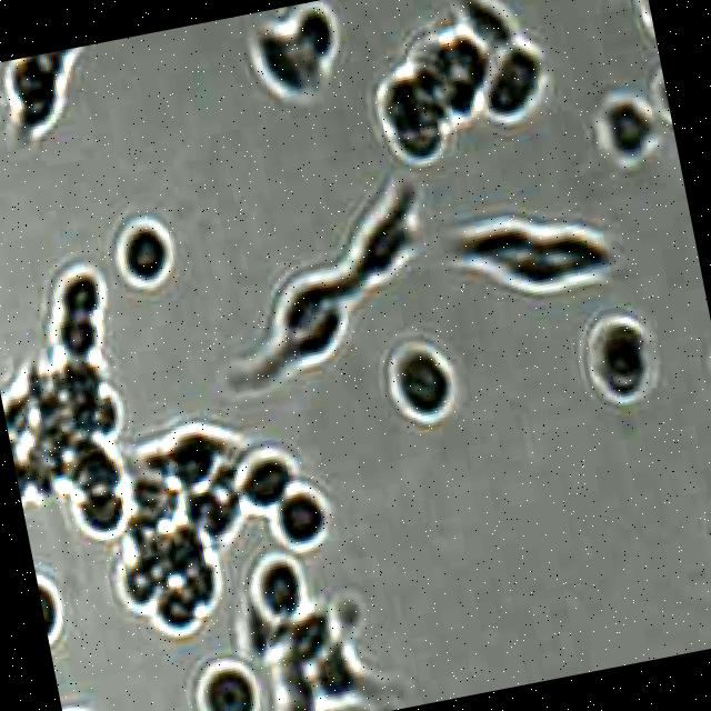 Cell Segmentation Object Detection Dataset by University of Illinois at ...