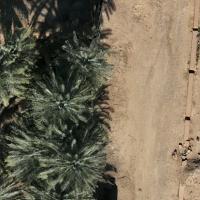 PalmTreeBoundingbox project thumbnail