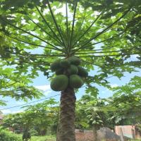 Papaya Unripe Only project thumbnail