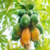 Papaya halfripe Only project thumbnail