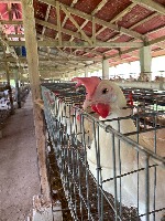 Chicken Data project thumbnail