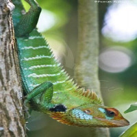  animal-image-classifier project thumbnail