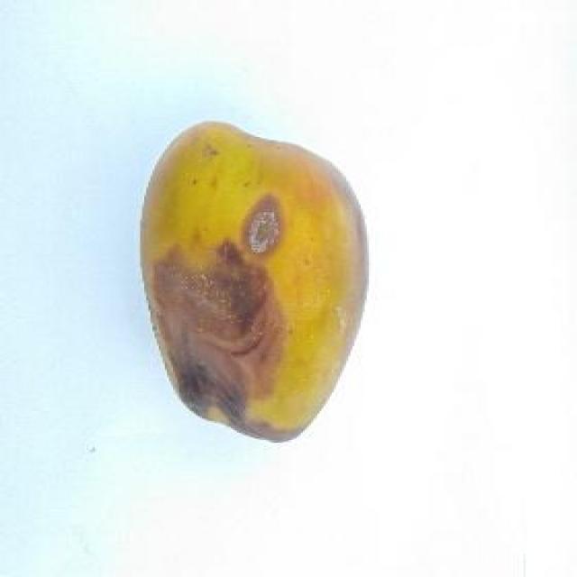 Rotten Apple Object Detection Dataset by 8sem