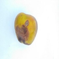 Rotten Apple Object Detection Dataset by 8sem