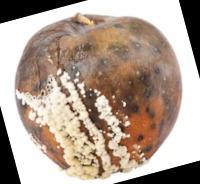 Rotten Apple Object Detection Dataset by 8sem