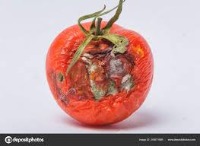 Rotten Tomato project thumbnail